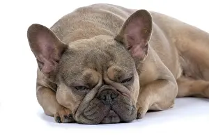 Asleep: DOG. French Bulldog, laying, sleepy, eyes closed, studio
