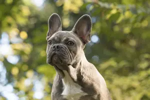 021117: DOG. French Bulldog on logs in autumn