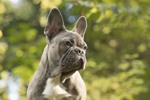 021117: DOG. French Bulldog on logs in autumn