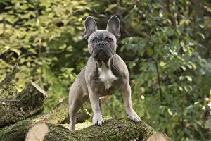 021117: DOG. French Bulldog on logs in autumn
