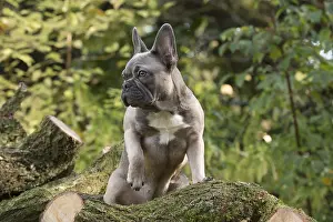 021117: DOG. French Bulldog on logs in autumn