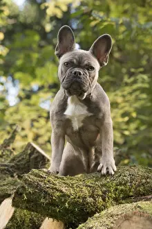 021117: DOG. French Bulldog on logs in autumn
