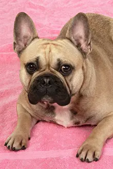 270220: DOG. French bulldog, lying down, on pink towel, studio
