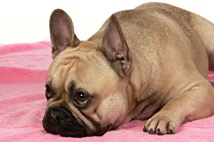 270220: DOG. French bulldog, lying down, on pink towel, studio