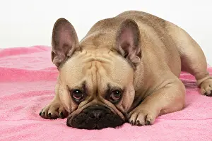 270220: DOG. French bulldog, lying down, on pink towel, studio
