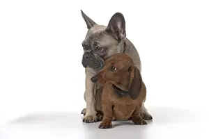 021117: DOG. French Bulldog with Miniature Dachshund