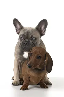 021117: DOG. French Bulldog with Miniature Dachshund