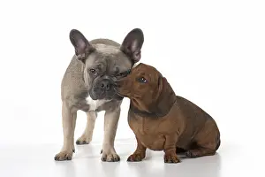 Kiss: DOG. French Bulldog with Miniature Dachshund