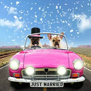 Ardea London: Dog - French Bulldog - pair driving car