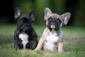 Utility: Dog French Bulldog puppies