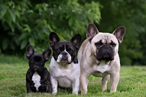 Utility: Dog French Bulldog with puppies