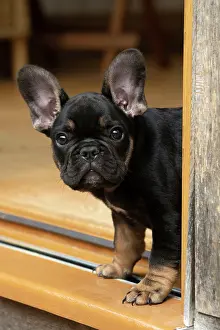 Doorway: DOG. French Bulldog, puppy (10 weeks old ) head