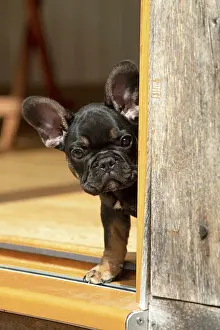 Doorway: DOG. French Bulldog, puppy (10 weeks old ) head