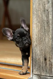 Doorway: DOG. French Bulldog, puppy (10 weeks old ) head