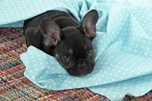 Sheet: DOG. French Bulldog, puppy (10 weeks old ) looking
