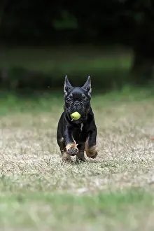 Fetching: DOG. French Bulldog, puppy (10 weeks old ) running