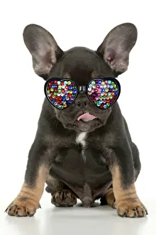 Jewelled: DOG. French Bulldog, puppy (10 weeks old ) sitting