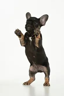 Yoga: DOG. French Bulldog, puppy (10 weeks old ) standing