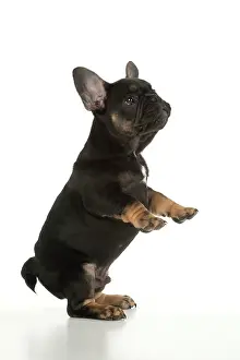 Yoga: DOG. French Bulldog, puppy (10 weeks old ) standing