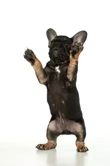 Yoga: DOG. French Bulldog, puppy (10 weeks old ) standing
