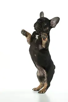 Yoga: DOG. French Bulldog, puppy (10 weeks old ) standing
