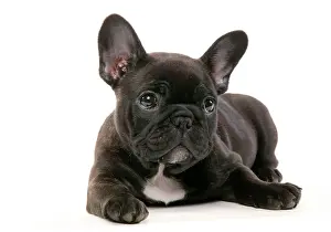 Startled: DOG - French Bulldog Puppy