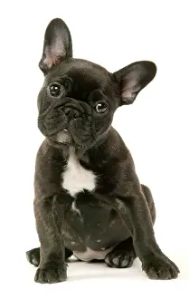 Pricked: DOG - French Bulldog Puppy