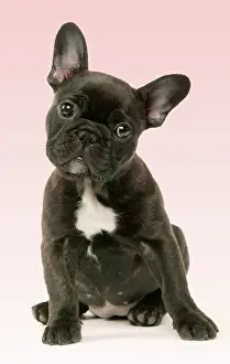 Pricked: DOG - French Bulldog Puppy