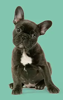 Pricked: DOG - French Bulldog Puppy
