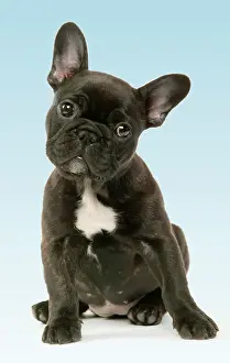 Pricked: DOG - French Bulldog Puppy