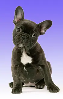 Pricked: DOG - French Bulldog Puppy