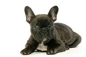 Startled: DOG - French Bulldog Puppy