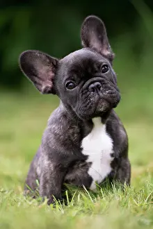 Cocked: Dog French Bulldog puppy