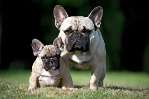 Utility: Dog French Bulldog with puppy