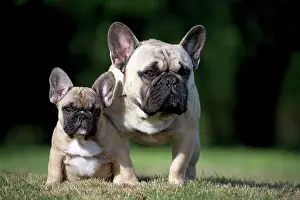 Utility: Dog French Bulldog with puppy