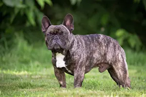 Utility: Dog French Bulldog puppy