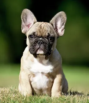 Ears: Dog French Bulldog puppy