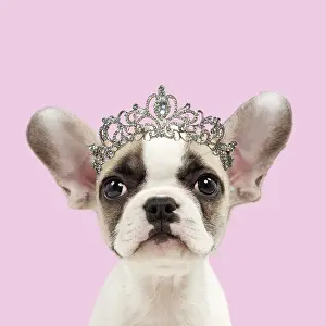 110418: Dog - French bulldog - puppy 8 weeks old - wearing