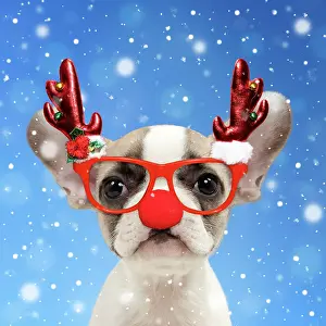 281217: Dog - French bulldog puppy wearing reindeer antlers