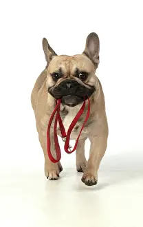 270220: DOG. French bulldog, running to camera with