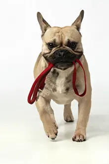 270220: DOG. French bulldog, running to camera with