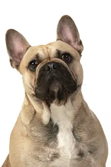 270220: DOG. French bulldog, sitting, head & shoulders, studio