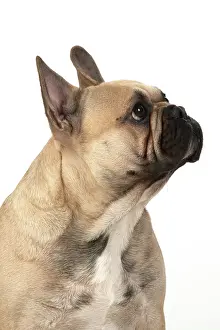 270220: DOG. French bulldog, sitting, head & shoulders, studio