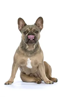 Lips: DOG. French Bulldog, sitting, licking lips, face, studio