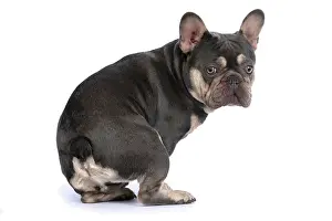 Shoulder: DOG. French Bulldog, sitting, looking round ove