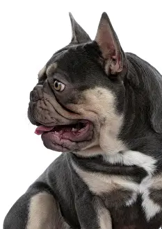 Profiles: DOG. French Bulldog, sitting portrait, profile, studio