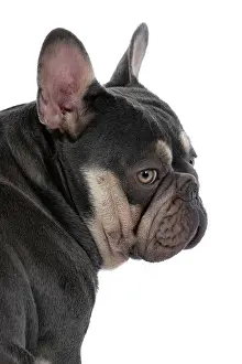 Profiles: DOG. French Bulldog, sitting portrait, looking o