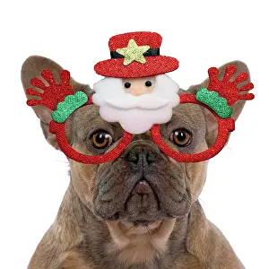 Father: DOG. French Bulldog, sitting portrait, studio