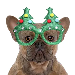 Glasses: DOG. French Bulldog, sitting portrait, studio