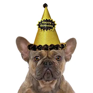 Celebrations: DOG. French Bulldog, sitting portrait, studio